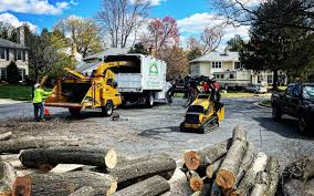 Best Tree Removal  in Washoe Valley, NV