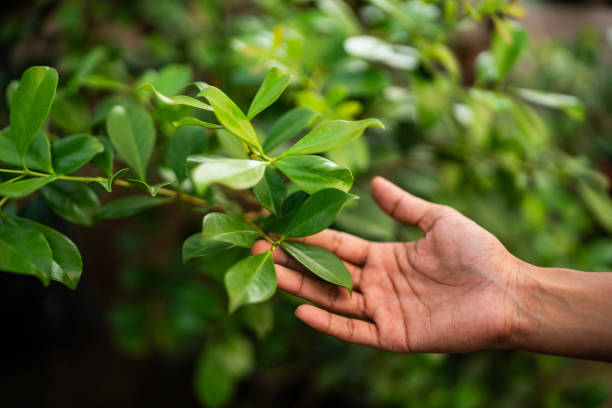 Best Tree Trimming and Pruning  in Washoe Valley, NV