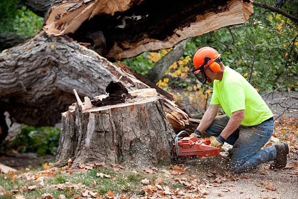 Best Tree Health Inspection  in Washoe Valley, NV